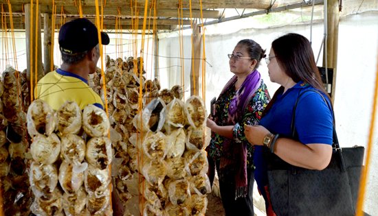 United Farmers Association (SUFA) mushroom farming