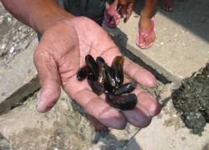 mussel variety