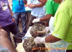 Rock oyster extraction - photo by EMY BONIFACIO