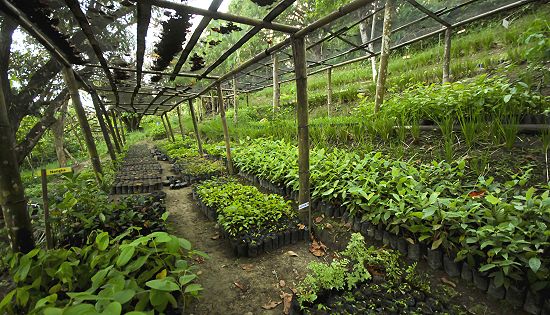 RAFI Native Tree Nursery