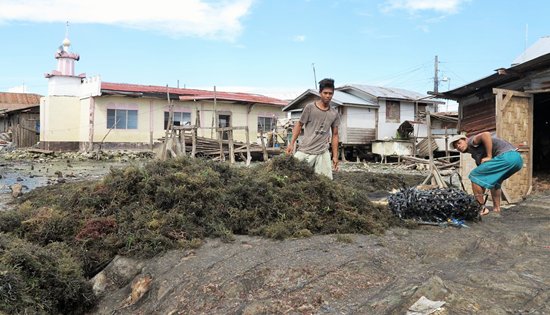 drying seaweeds in Zamboanga