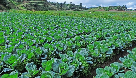 Cordillera fruit and vegetable farm