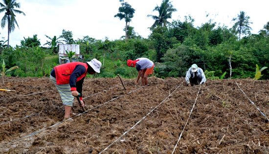 Tacloban vegetable producer
