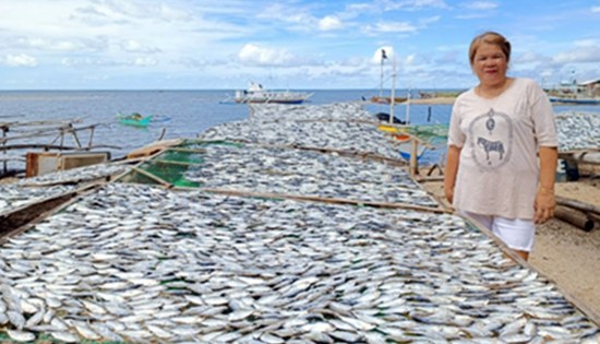 dried fish production