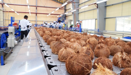 coconut fruits