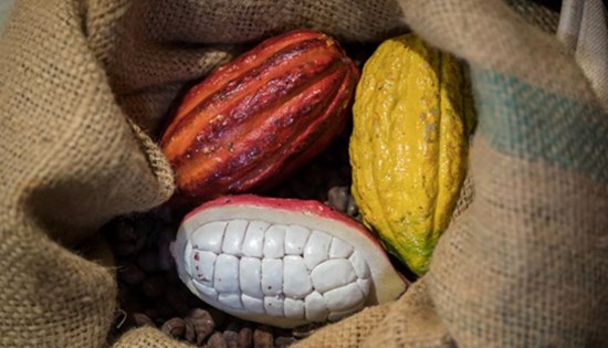 Philippine cacao
