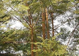 Malunggay tree
