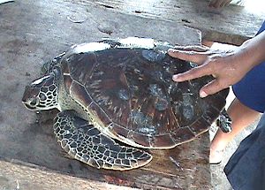 A sea turtle found in Tanauan, Leyte