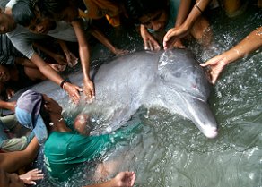 Dolphin help releived by villagers in Jiabong, Samar